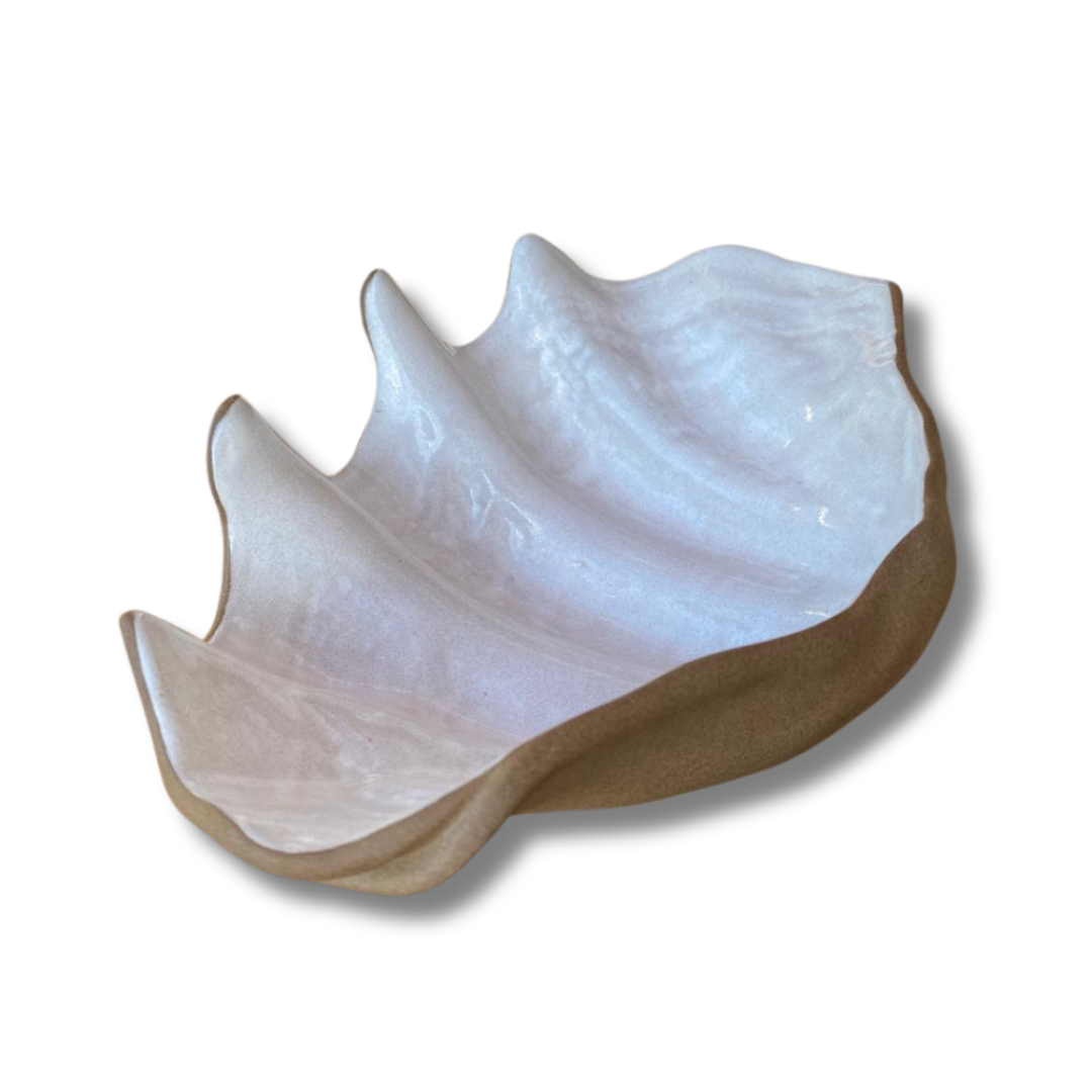 Concha P Tridacna TABACO