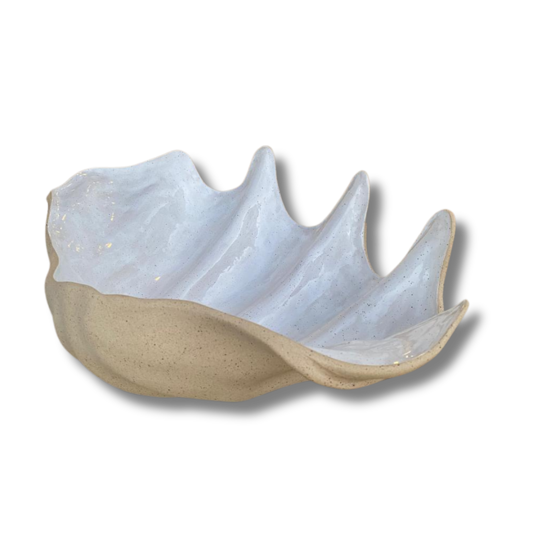 Concha G Tridacna