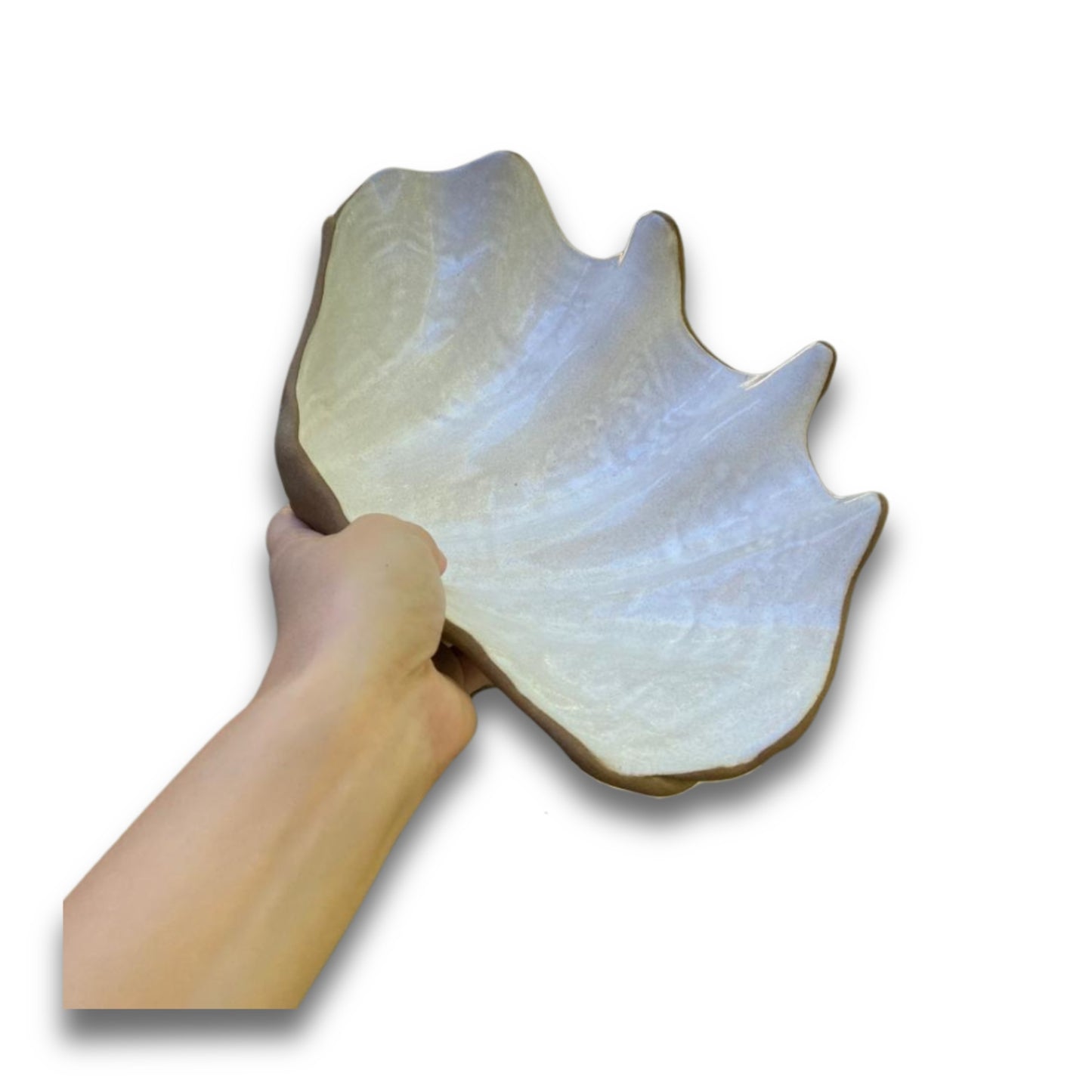 Concha P Tridacna TABACO