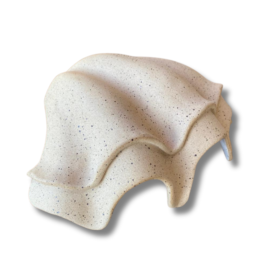 Concha P Tridacna CLARA